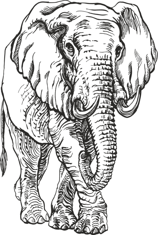 Elephant Engr Vector Free Vector