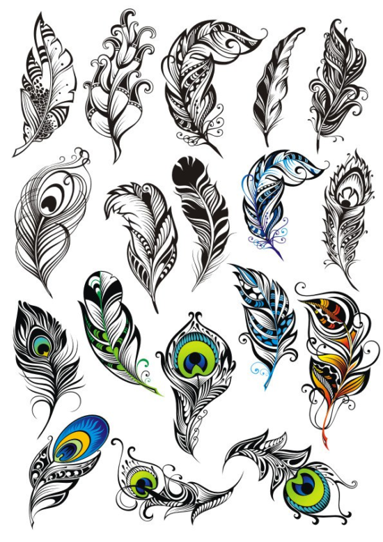 Peacock Feather Vector Set Free Vector