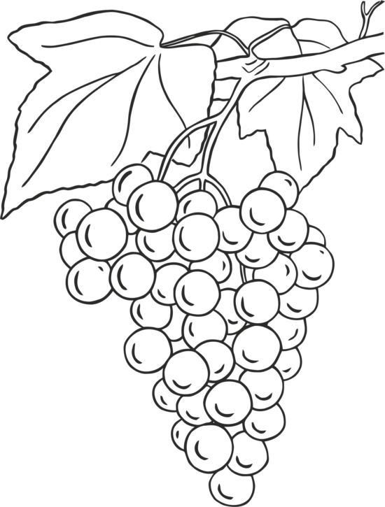 Grapes Design Free Vector