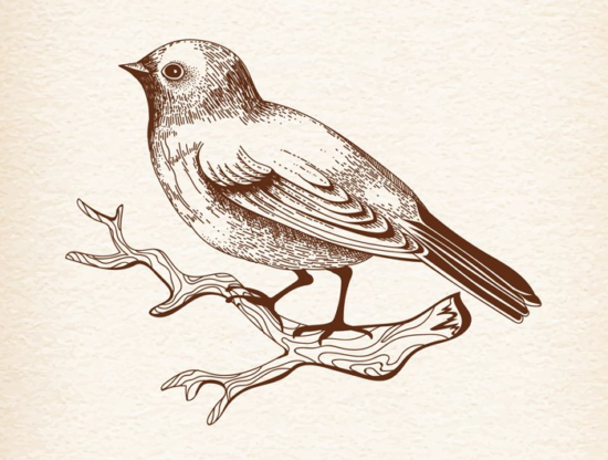 Bird Vector Art Free Vector