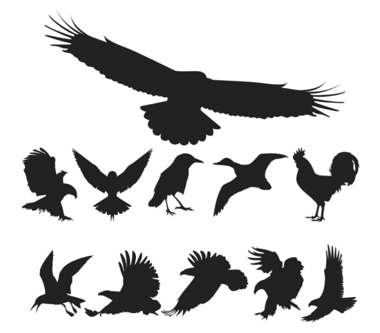 Free Vector Birds Pack Free Vector