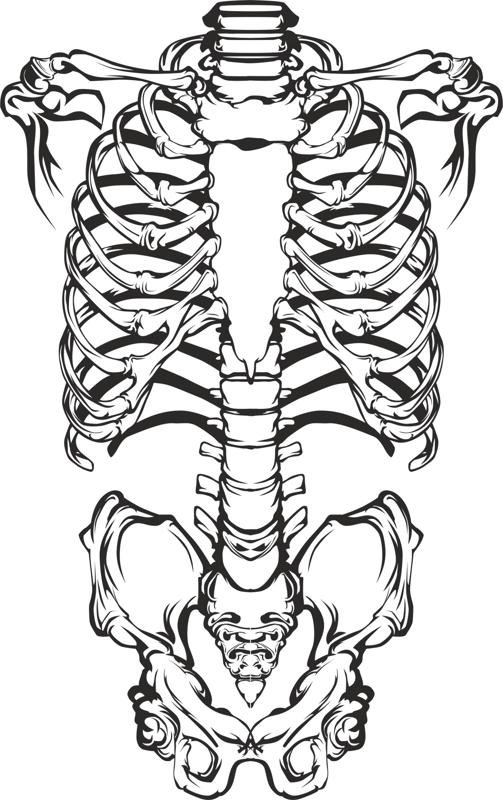 Human Skeleton Vector Free Vector